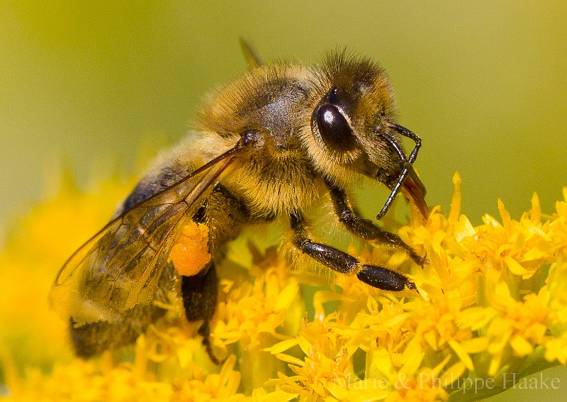 Abeille 3472.jpg - Abeille sur une verge d'or (Ermitage, Genève, Suisse)